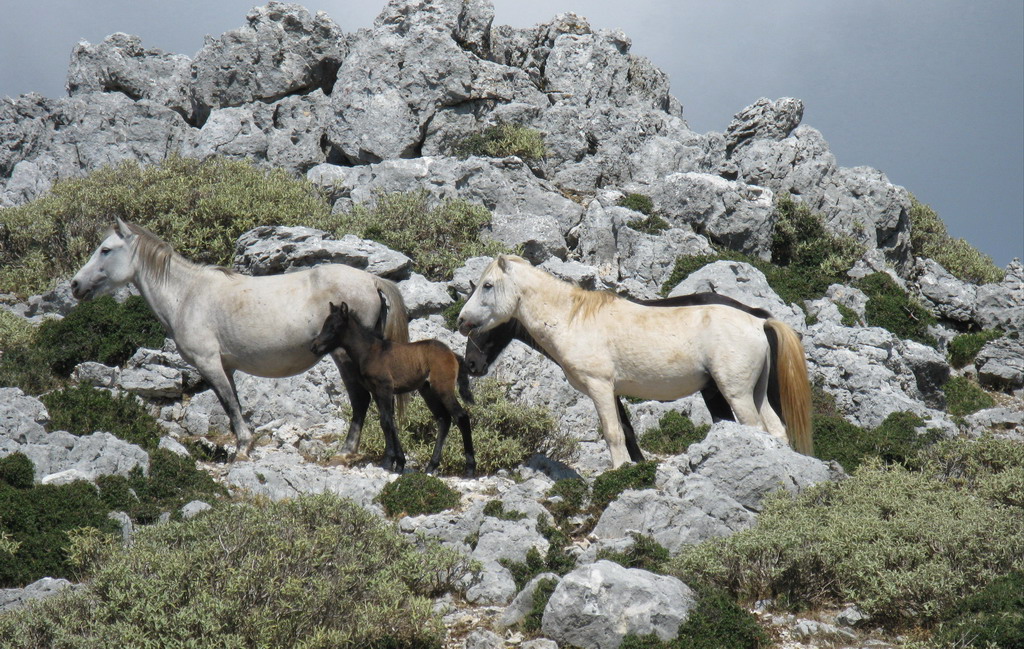  Divlji konji na Kefaloniji 